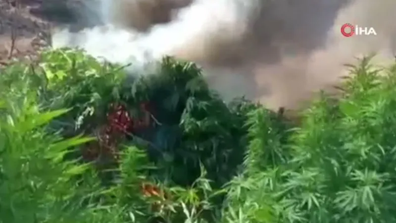 70 ton toz esrar elde edebilecek 3 milyon 476 bin adet kök kenevir ve skunk ele geçirildi