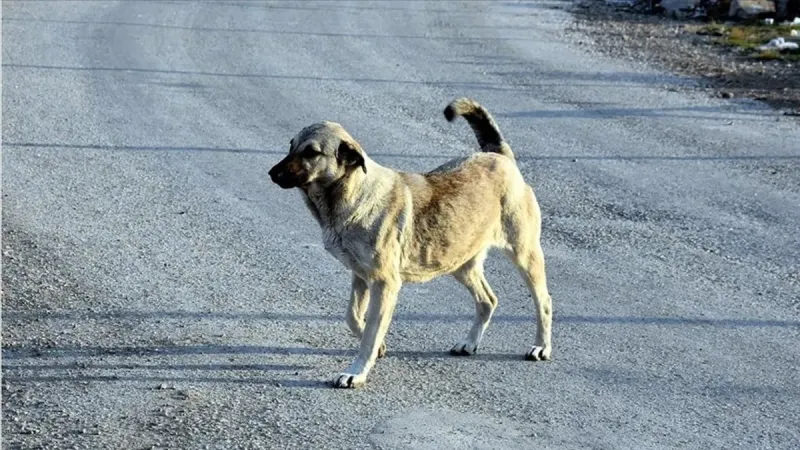 Aksaray'da 4 köpek saldırdı: Onlarca dikiş atıldı