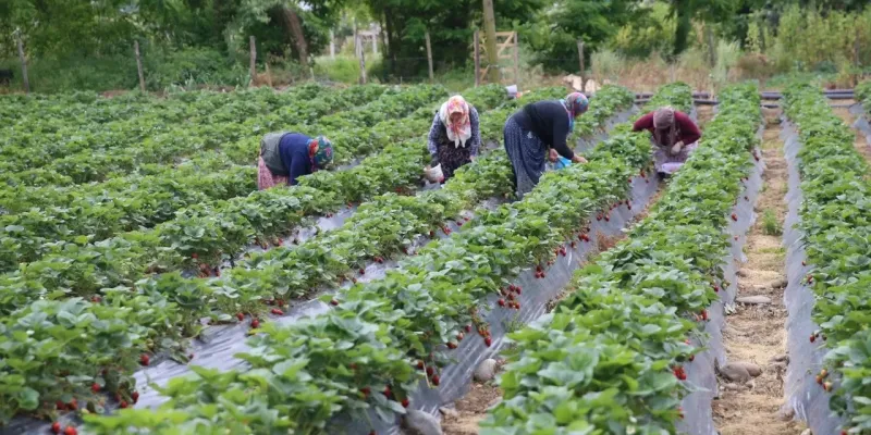 Alternatif olarak ekti servet bekliyor: Kilosu 200 liradan 50 ton hasat yapacak