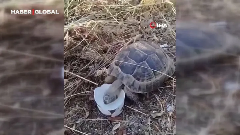 Ankara'da Yürek Isıtan Anlar! Kaplumbağanın Susuzluk Çığlığına Duyarsız Kalmadılar