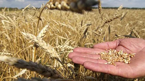 Bitkisel Üretim Desteği: Çiftçiye Müjde! Soya Üretimi Desteklenecek