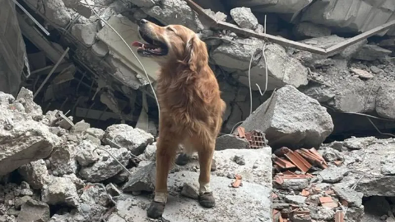 Kahraman Köpek Killian Hayatını Kaybetti! Türkiye'nin Acısı