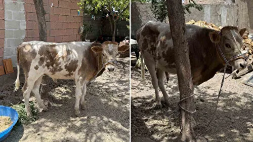 Diyarbakır'da firari buzağı 9 ay sonra sahibine teslim edildi