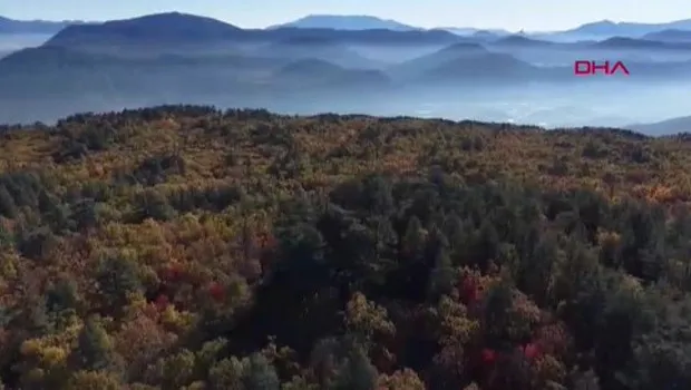 Dünyadaki tek kasnak meşesi ormanına izinsiz girmenin cezası 557 bin TL