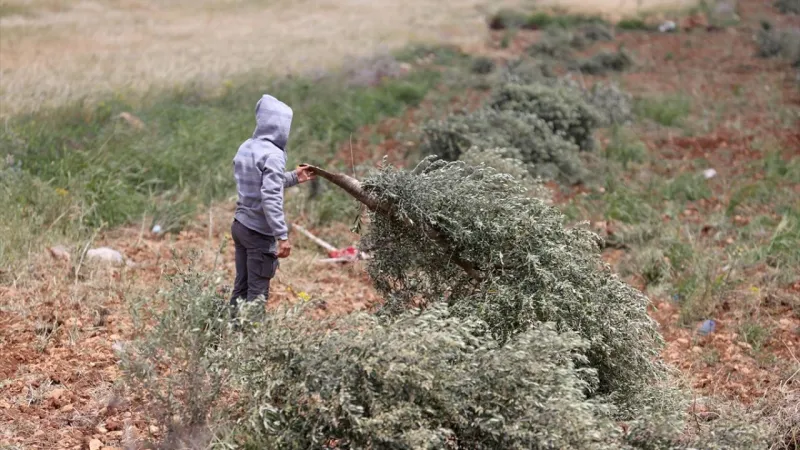Filistin topraklarını gasbeden İsrailliler, işgal altındaki Batı Şeria'da 100 zeytin ağacını kesti