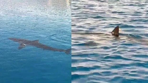 Gökova'da Şok! Dev Kum Köpekbalığı Tatilcileri Büyüledi