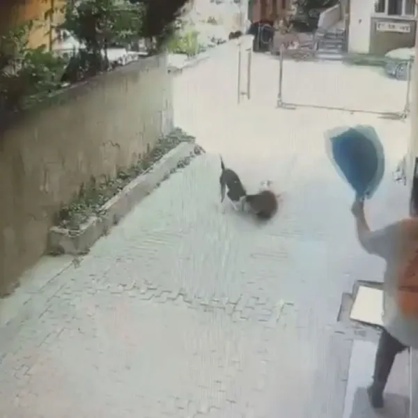 İstanbul'da pitbull cinsi köpeğin saldırdığı 7 yaşındaki erkek çocuk yaralandı