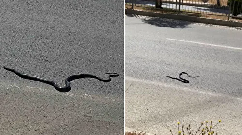 Karayılan yoğun trafiğin arasında telef oldu