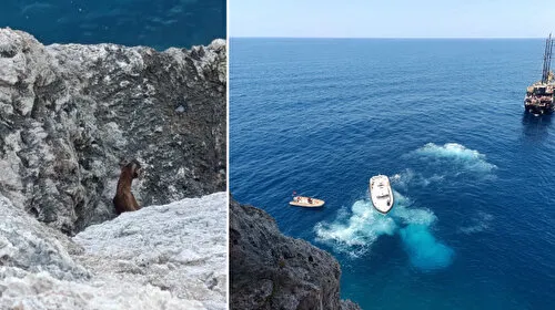 Kayalıklarda Keçi Dramı! Sahil Güvenlik Can Kurtardı