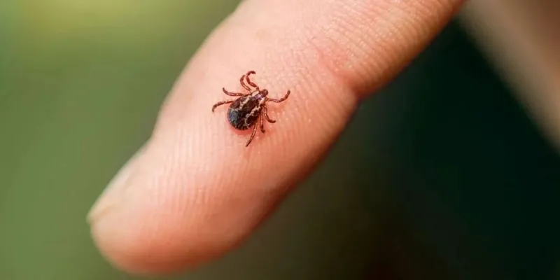 Kene Isırığı Kabusu! Hangi Kan Grubu Risk Altında? Şok Gerçek!