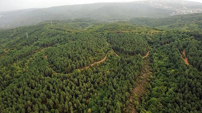 Yalova'da Ormanlara Giriş Yasaklandı! İşte Yasak Detayları
