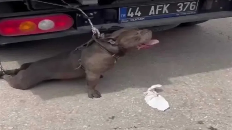 Malatya'da Pitbull Saldırısı! Otoparkta Dehşet Anları!