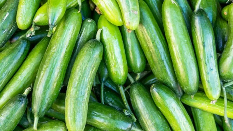 Salatalık Alarmı! Marketlerdeki Tehlike Geri Çağrıldı!