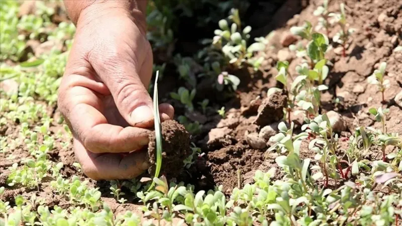 Tohum Desteği Başvurusu İçin Son Çağrı! Kaçırmayın!