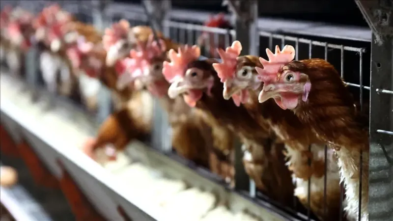 Tavuk eti üretimi eylülde arttı