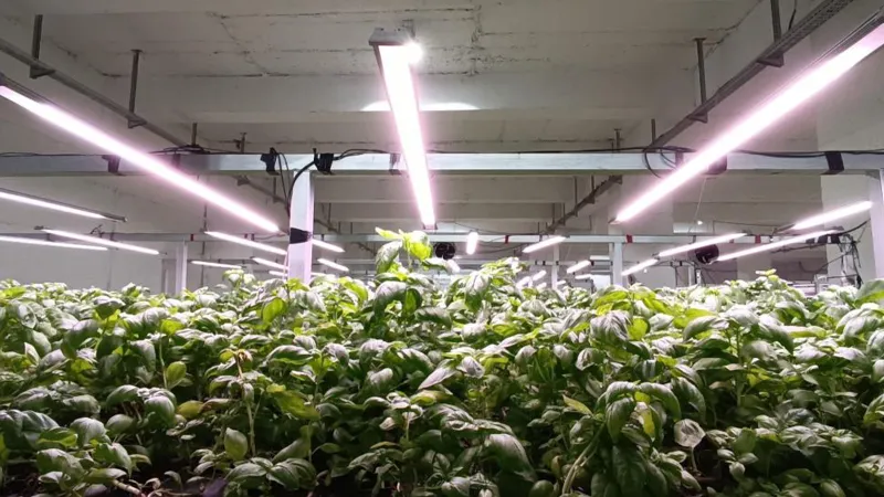 Türkiye'nin Gizli Tarım Cenneti: 30 Günde Hasat Şoku!