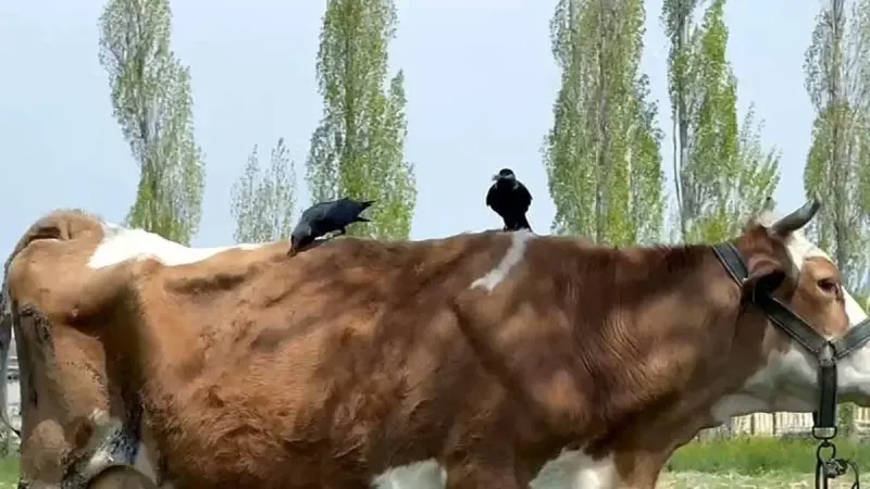 Van'da ilginç olay! kargalar inekten kopardıkları tüylerle yuva yaptı