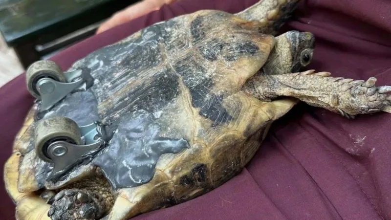 Kaplumbağaya Tekerlek Takıldı! Hayata Yeniden Tutundu