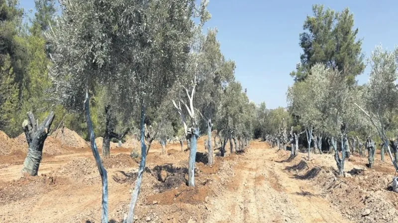 Zeytin Ağaçları Taşınıyor! Bilim İnsanları Ne Diyor?